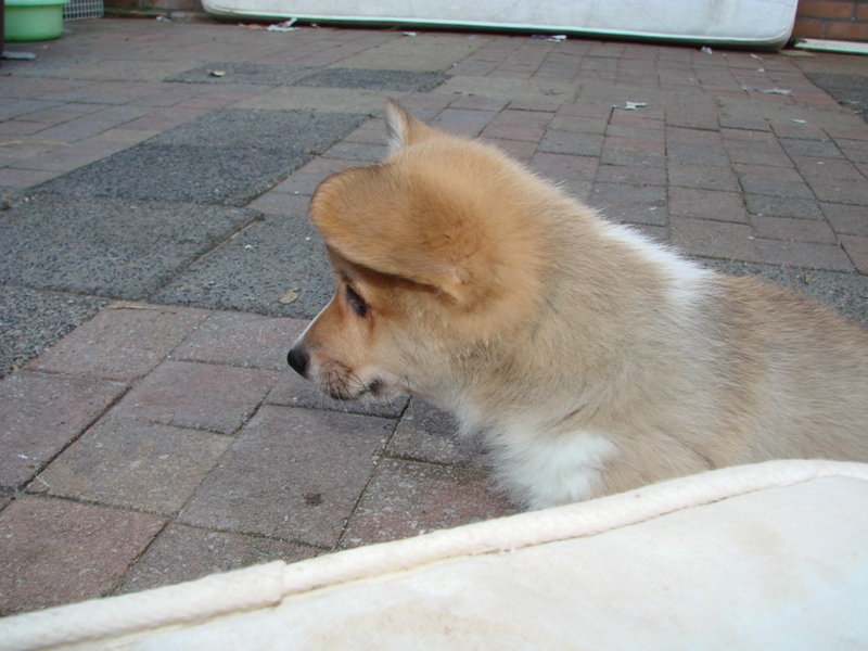 Puppies